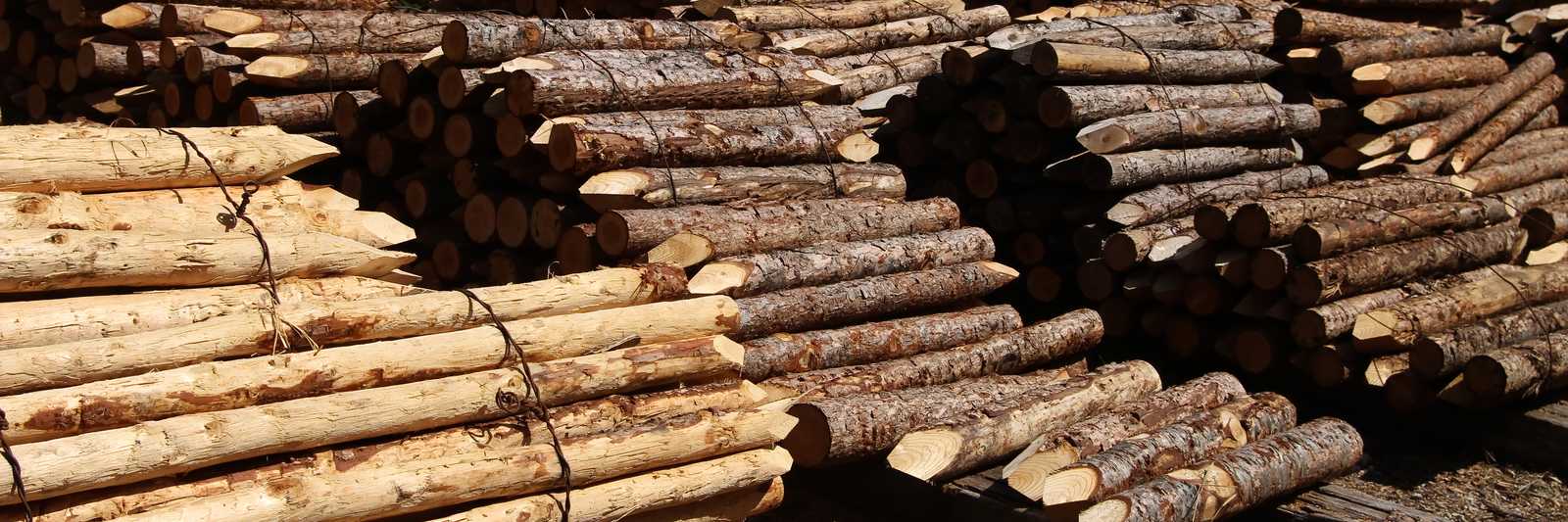 丸太杭に使われる木材は杉と松が多い