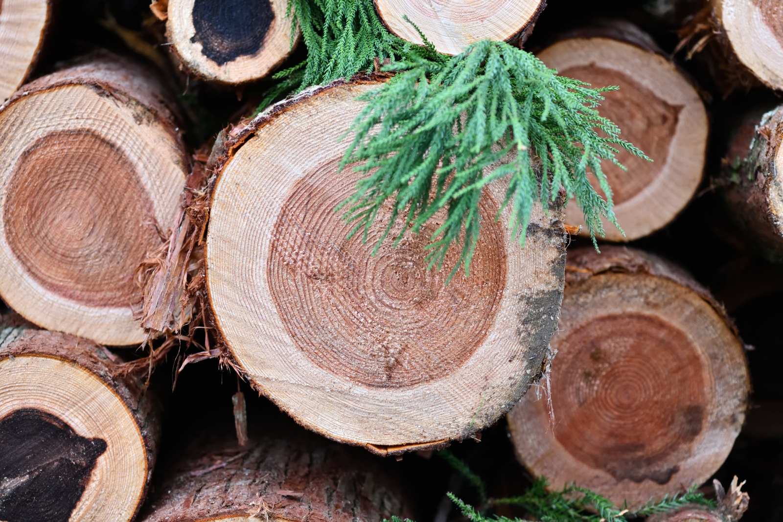 杉赤身の木材防腐処理は「加圧式」の防腐注入がベスト