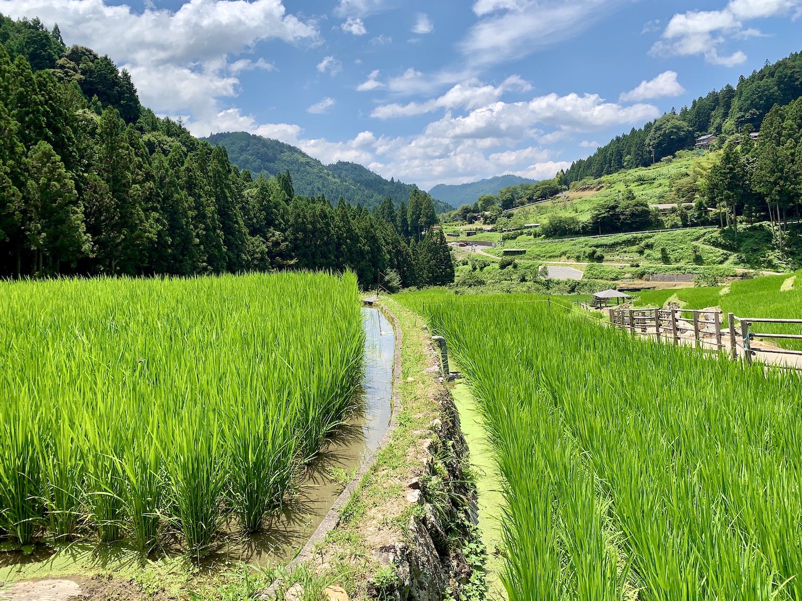 水田の堤防